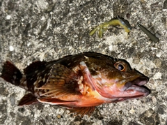 アラカブの釣果