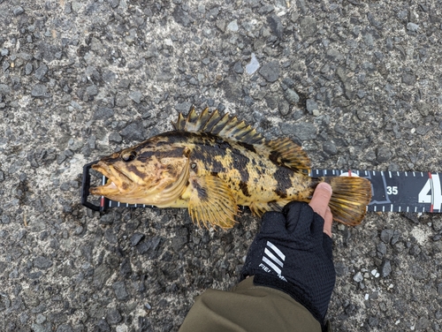 タケノコメバルの釣果