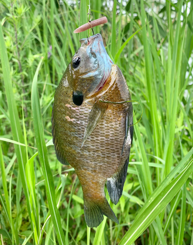 ブルーギルの釣果