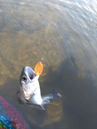 ニジマスの釣果