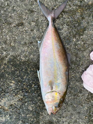 カンパチの釣果