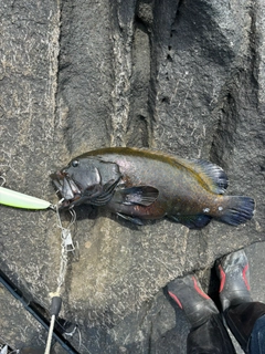 アオノメハタの釣果