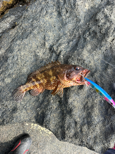 マダラハタの釣果