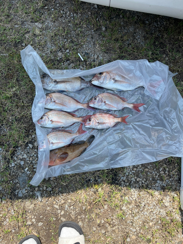 マダイの釣果