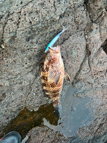 オオモンハタの釣果