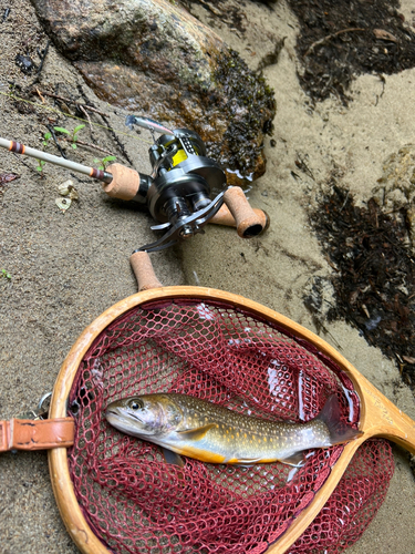 イワナの釣果