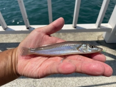 キスの釣果