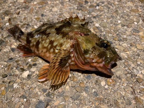 カサゴの釣果