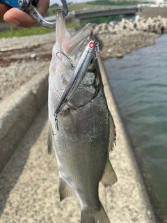 セイゴ（マルスズキ）の釣果