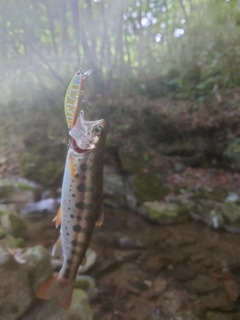 ヤマメの釣果