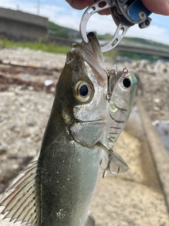 セイゴ（マルスズキ）の釣果