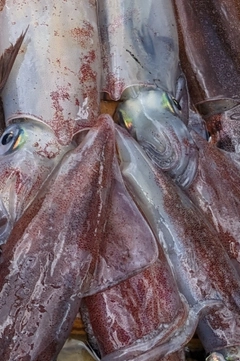 マルイカの釣果