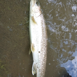 アメマス