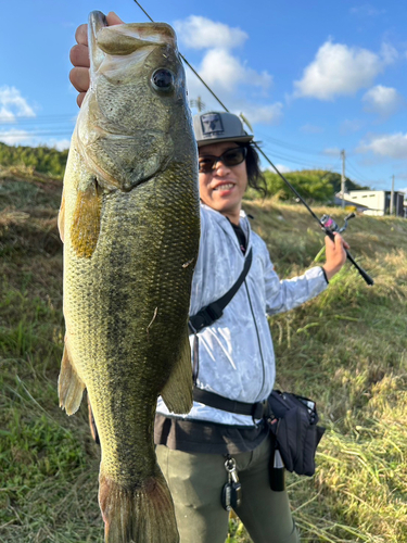 ブラックバスの釣果