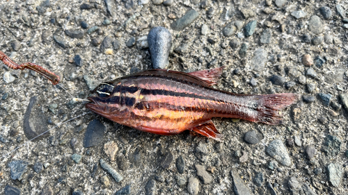 ネンブツダイの釣果