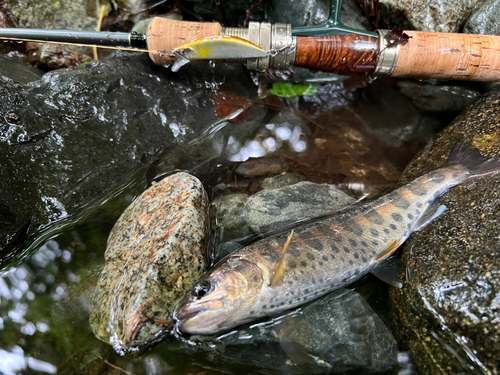 ヤマメの釣果