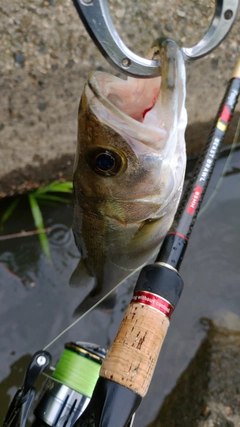 スズキの釣果