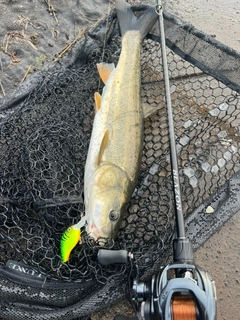 ウケクチウグイの釣果