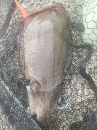 コウイカの釣果