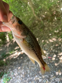 ラージマウスバスの釣果