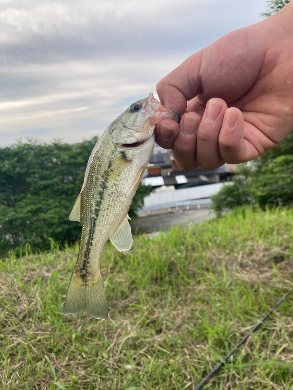 ブラックバスの釣果写真