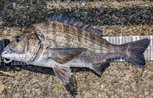 クロダイの釣果