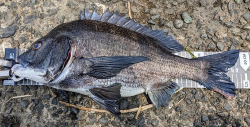 クロダイの釣果