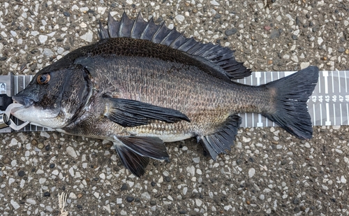 クロダイの釣果