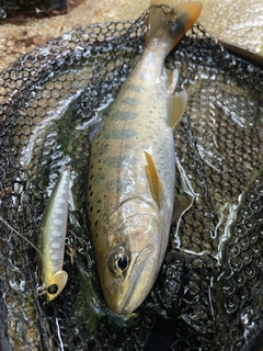 アマゴの釣果