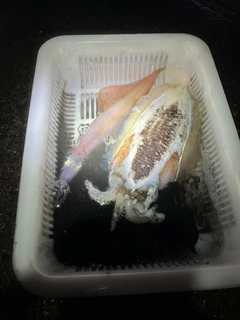 コウイカの釣果