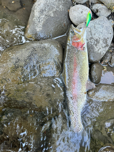 ニジマスの釣果