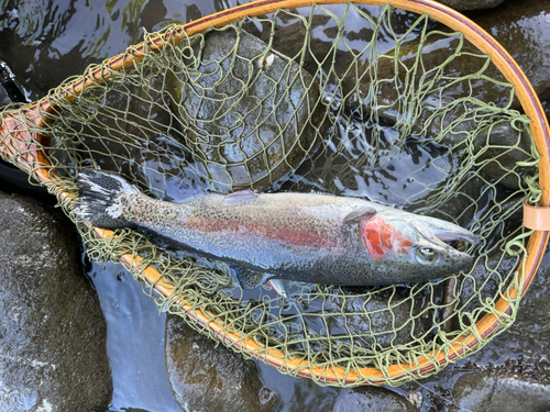 ニジマスの釣果