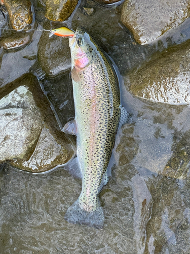 ニジマスの釣果