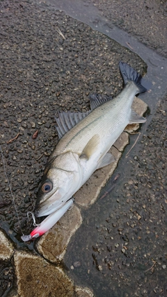 セイゴ（マルスズキ）の釣果