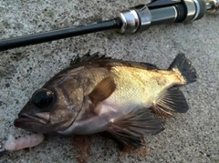 メバルの釣果