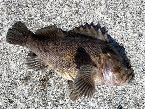 ムラソイの釣果