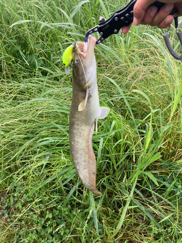 ナマズの釣果