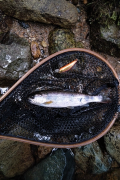 アマゴの釣果