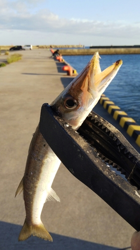 カマスの釣果