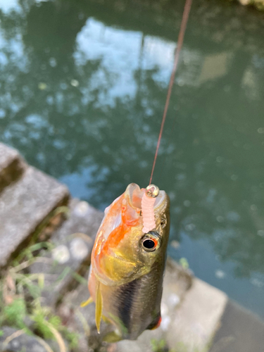 カワムツの釣果