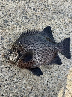 イシガキダイの釣果