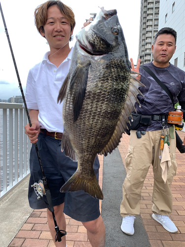 チヌの釣果