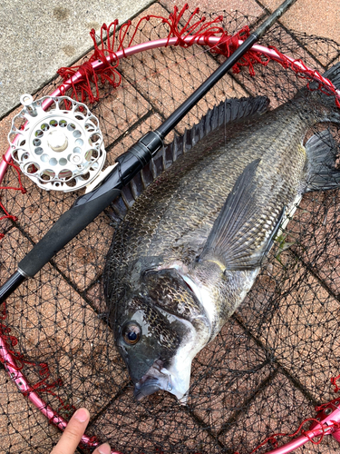 チヌの釣果