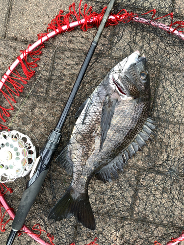 チヌの釣果