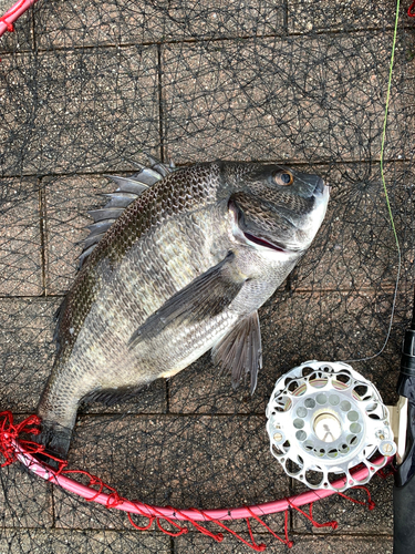 チヌの釣果