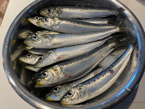 イワシの釣果