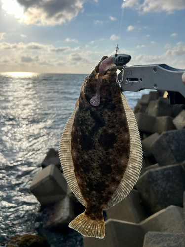 ヒラメの釣果