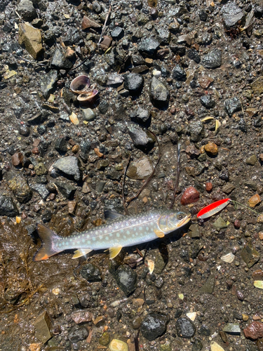 アメマスの釣果