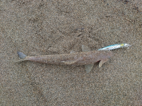 エソの釣果