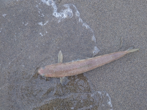 野積海岸